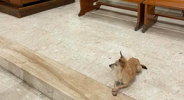 Cane in Chiesa, il parroco lo accoglie